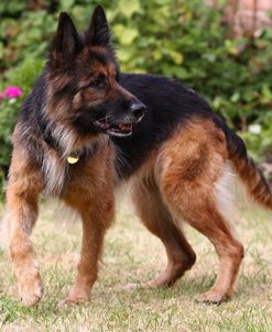 CQ2R0479 Shepherd – German Long-haired