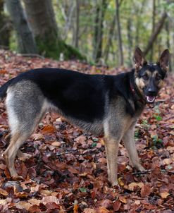 CQ2R1643 Shepherd – German