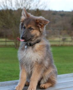 CQ2R0065 Shepherd – German Long-haired