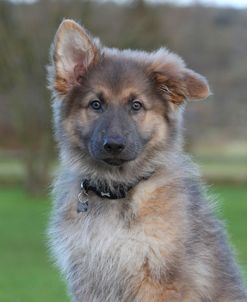 CQ2R0067 Shepherd – German Long-haired