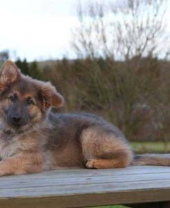 CQ2R0073 Shepherd – German Long-haired