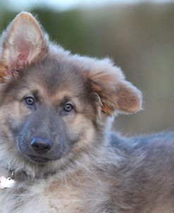 CQ2R0083 AShepherd – German Long-haired