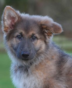 CQ2R0129 Shepherd – German Long-haired