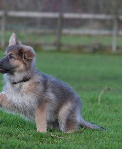 CQ2R0150 Shepherd – German Long-haired