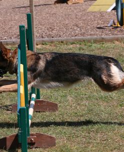 AY3V3184 Dog Agility