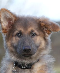 CQ2R0060 Shepherd – German Long-haired