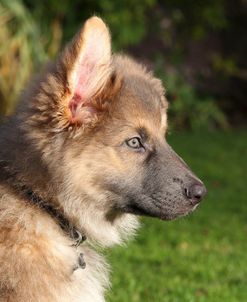 CQ2R0271 Shepherd – German Long-haired