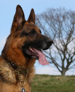 CQ2R1462 Shepherd – German