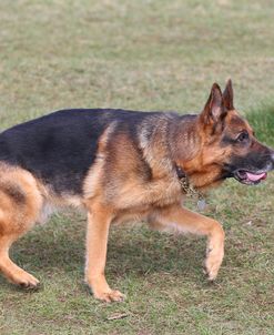 CQ2R1471 BShepherd – German