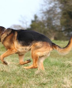 CQ2R1502 AShepherd – German