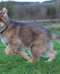 CQ2R0184 Shepherd – German Long-haired