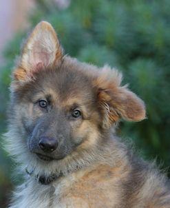 CQ2R0240 Shepherd – German Long-haired