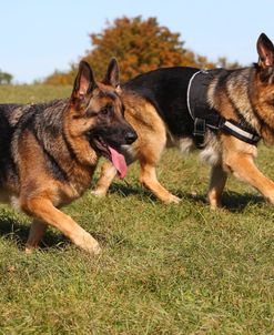 CQ2R3836 Shepherd – German