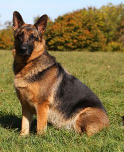 CQ2R3895 Shepherd – German