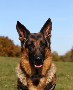 CQ2R3922 Shepherd – German