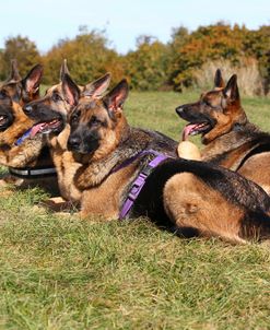 CQ2R3959 Shepherd – German