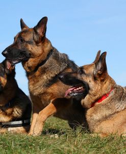 CQ2R3987 Shepherd – German