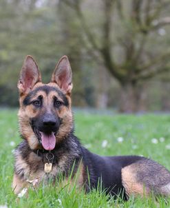 CQ2R2361 Shepherd – German