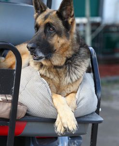 CQ2R2664 Shepherd – German