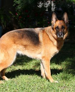 CQ2R5831 Shepherd – German