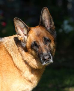 CQ2R5840 Shepherd – German