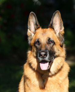 CQ2R5852 Shepherd – German