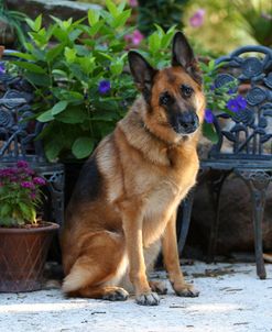 CQ2R5864 Shepherd – German