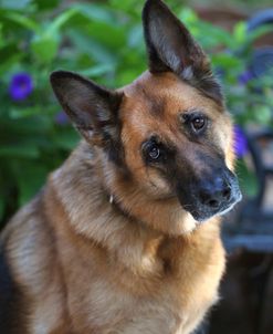 CQ2R5877 Shepherd – German