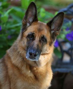 CQ2R5879 Shepherd – German