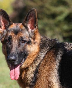 CQ2R4047 Shepherd – German