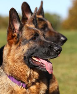 CQ2R4096 Shepherd – German