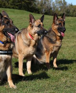 CQ2R4107 AShepherd – German