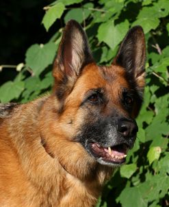 CQ2R5823 Shepherd – German