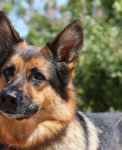 CQ2R6189 AShepherd – German