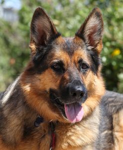 CQ2R6197 Shepherd – German