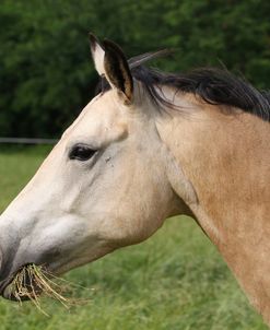 A21C8162 Quarter Horse, Owned By Jeanette Harjl, TX