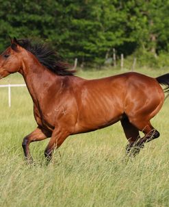 A21C8235 Quarter Horse-Doc-Owned By Hollee Dennis, TX