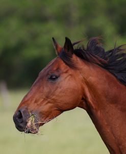 A21C8269 Quarter Horse-Doc-Owned By Hollee Dennis, TX