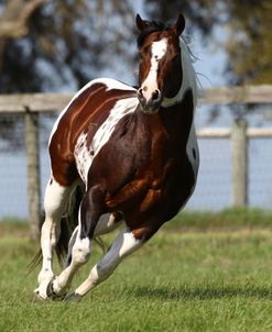 A21C8523 Tobiano Paint Stallion-Ima Switch Hitter-Painted Feather Farm, FL