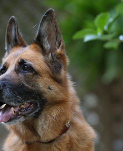 CQ2R5894 Shepherd – German