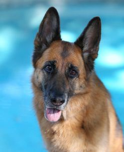 CQ2R5907 Shepherd – German