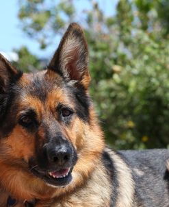 CQ2R6185 Shepherd – German