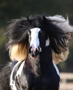 AV4C3708 Gypsy Vanner Stallion-GVR Pilot-WR Ranch, FL