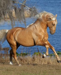 AV4C5820 Palomino Lusitano Stallion-Alfacinha-Legendary Lusitanos, FL