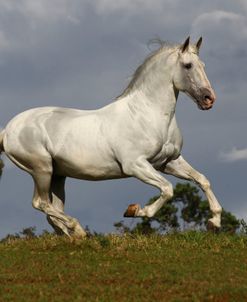 AV4C8543 P.R.E. Andalucian Stallion-Toronjo 111-Yeguada La Canada, Costa Rica