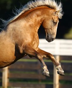 AV4C9781 Tennessee Walker Stallion-Ivory Pal-Ivory Knoll Ranch, TN