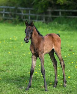 AY3V6061 Arab Foal, Claverdon Stud, UK