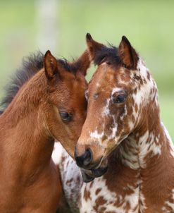 A21C8973 Appaloosa Foals, Top Step Farm, TX