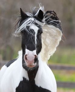 AV4C0282 Gypsy Vanner-Chloe-Sonesta Farm, TX