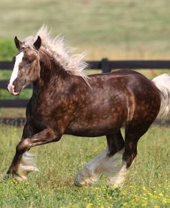 AV4C1708 Gypsy Vanner Yearling-Silver Express-Villa Vanners, TN